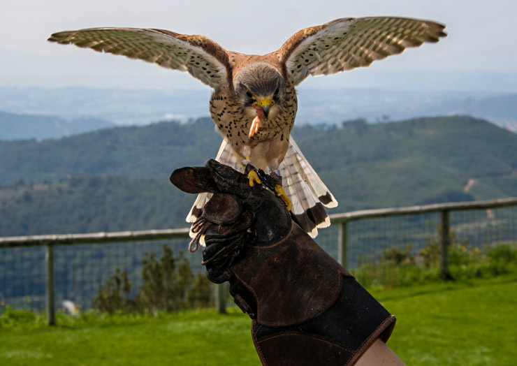 Visitor Information - Thirsk Birds of Prey Centre Thirsk Birds of Prey  Centre